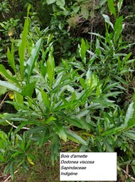 19- Dodonea viscosa