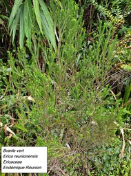 20- Erica reunionensis