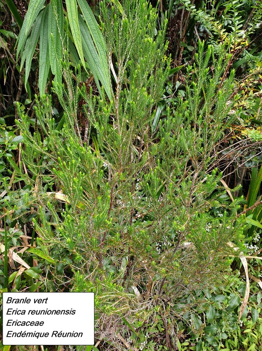 20- Erica reunionensis