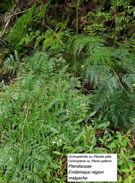 21- Pteris pallens