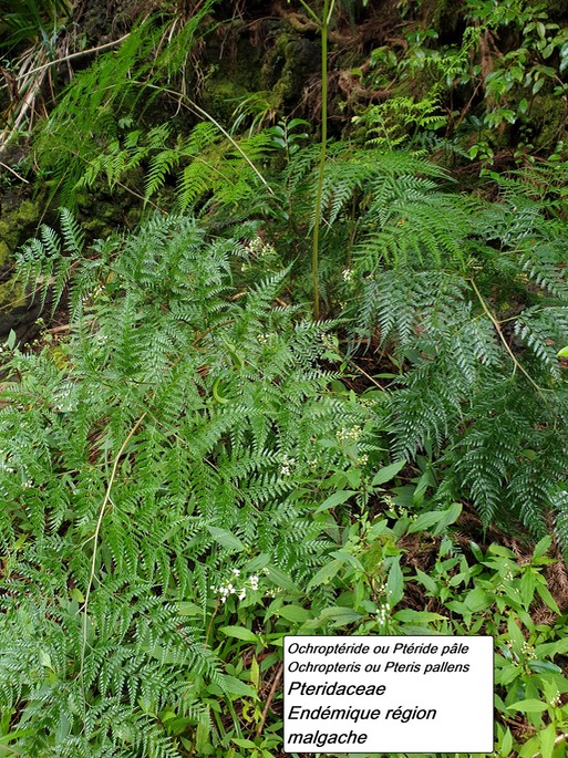 21- Pteris pallens