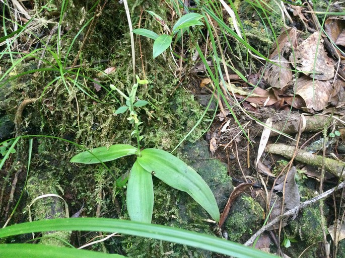 23. Cynorkis citrata (Thouars) Bytebier (ex Habenaria citrata) -Ø- Orchidaceae -B Réunion [https://mascarine.cbnm.org/index.php/flore/index-de-la-flore/nom?code_taxref=706345] IMG_3839.JPG