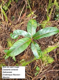 24- Casearia coriacea