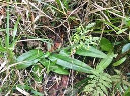 25.  Cynorkis citrata (Thouars) IMG_3845.JPG