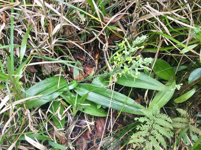 25.  Cynorkis citrata (Thouars) IMG_3845.JPG