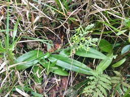 26.  Cynorkis citrata (Thouars) IMG_3846.JPG