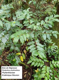 26- Phyllanthus phyllireifolius