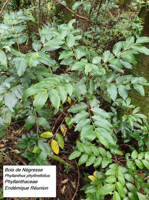 26- Phyllanthus phyllireifolius