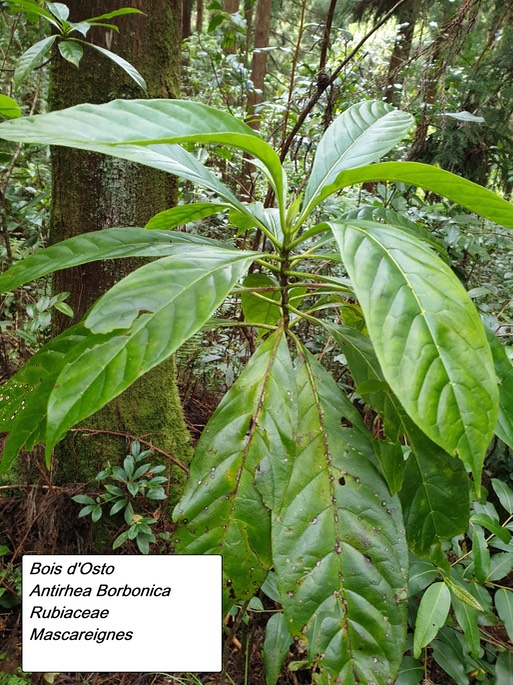 27- Antirhea borbonica