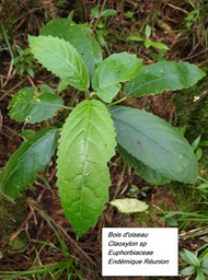 28- Claoxylon sp