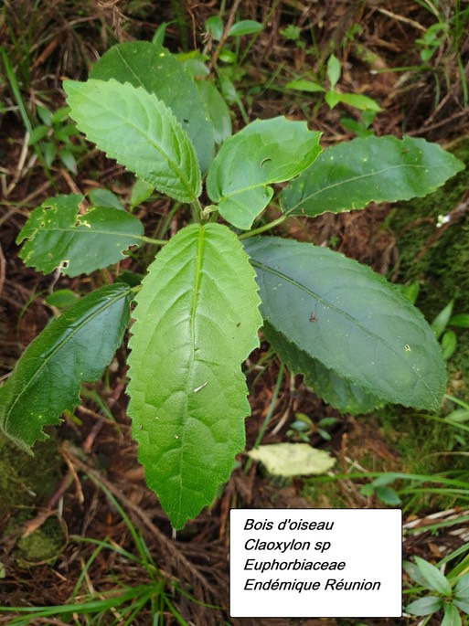 28- Claoxylon sp