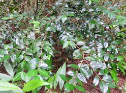 3. Memecylon confusum - Bois de balai  ou bois de cerise marron - Memecylacée - E