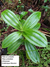 30- Pilea umbellata