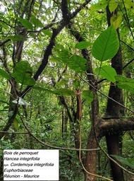31- Hancea integrifolia