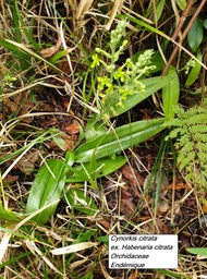 33- Cynorkis citrata