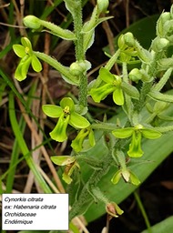 34- Cynorkis citrata
