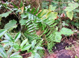 34. Asplenium daucifolium var. lineatum  IMG_3221.JPG