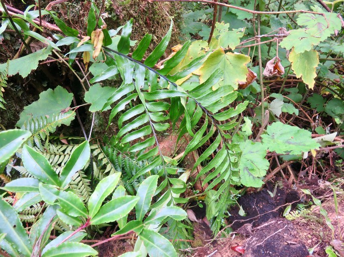 34. Asplenium daucifolium var. lineatum  IMG_3221.JPG