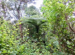 35. Fougère arborescente pleinment développée dans une clairière - La vigne maronne encercle.