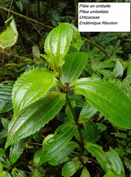 36- Pilea umbellata