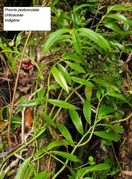 41- Procris pedonculata