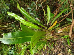 44- Elaphoglossum