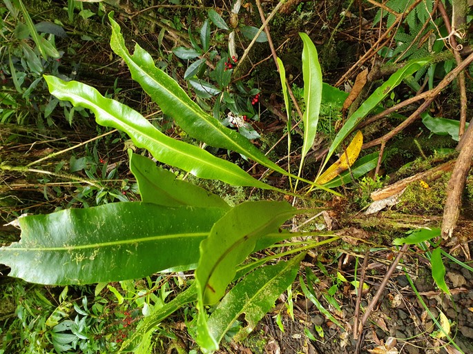 44- Elaphoglossum
