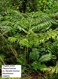 45- Ptisana fraxinea