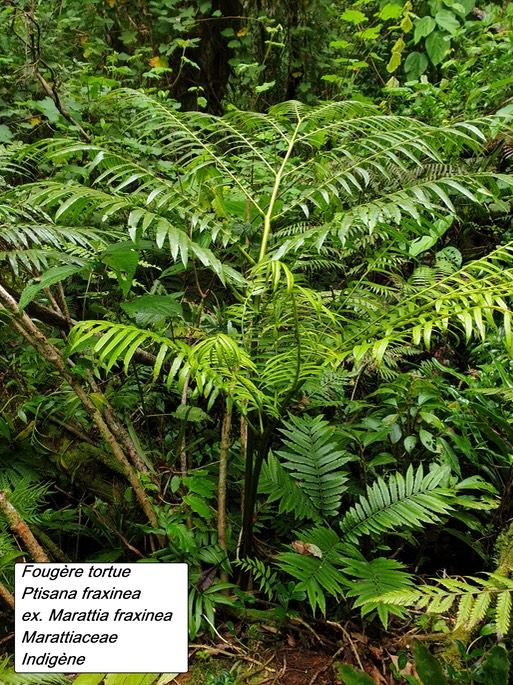45- Ptisana fraxinea