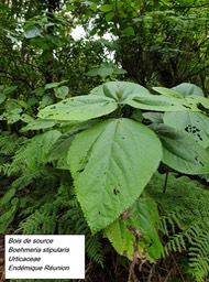 47- Boehmeria stipularis