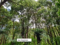 49- Camphriers