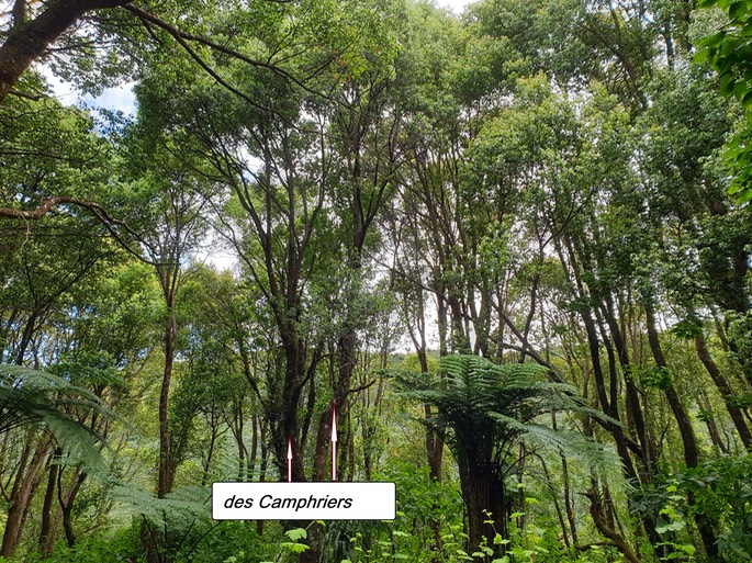 49- Camphriers