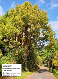 5- Camphrier