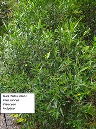52- Olea lancea