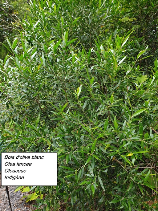 52- Olea lancea