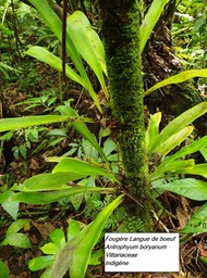 53- Antrophyum boryanum