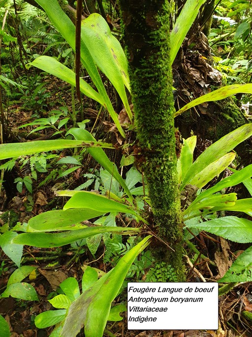 53- Antrophyum boryanum