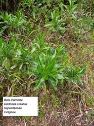 54- Dodonea viscosa