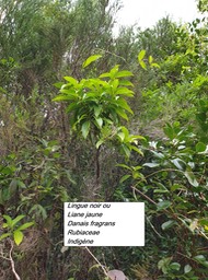 55- Danais fragrans