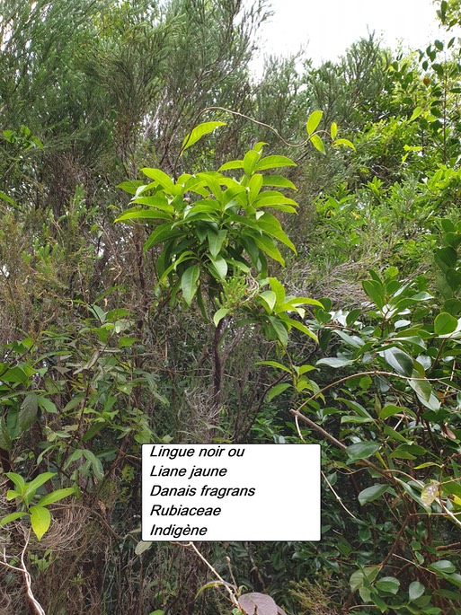 55- Danais fragrans