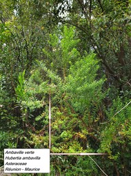 56- Hubertia ambavilla