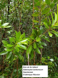 58- Sideroxylon borbonicum