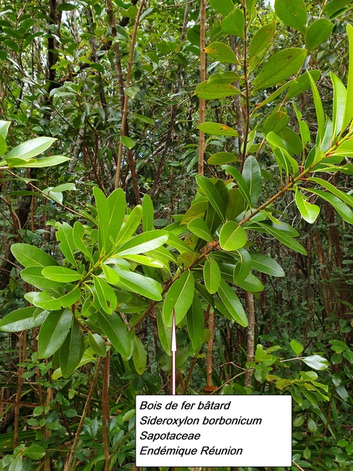 58- Sideroxylon borbonicum