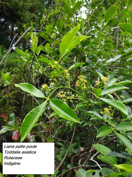 59- Toddalia asiatica