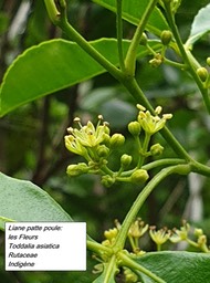 60- Toddalia asiatica