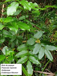 61- Polyscias