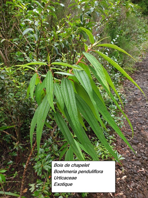 62- Boehmeria penduliflora