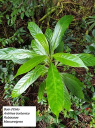 63- Antirhea borbonica