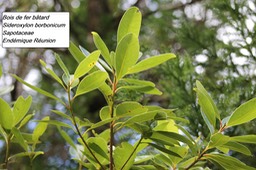65- Sideroxylon borbonicum