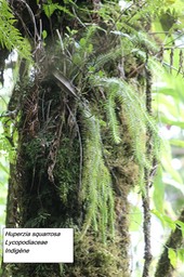 66- Huperzia squarrosa
